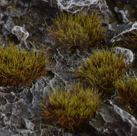 Gamers Grass: Grass tufts - 8 mm - Swamp XL (Wild)