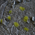 Gamers Grass: Grass tufts - 2 mm - Dry Green (Tiny)