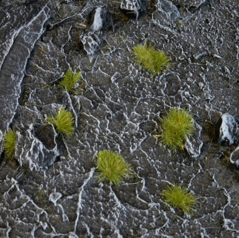 Gamers Grass: Grass tufts - 2 mm - Dry Green (Tiny)