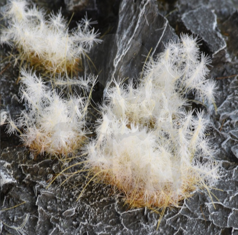 Gamers Grass: Special tufts - 12 mm - Spikey Winter (Wild)