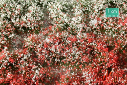 Tuft - Letnia kwitnąca roślinność 2 (15x4 cm)