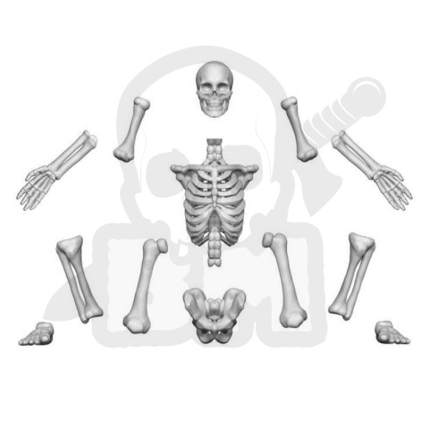 3D printed set Human Skeletons 1:48 - ludzkie szkielety 4 szt.