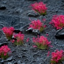 Gamers Grass: Pink Flowers (Wild) 70 kępek 6mm