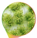 Shrubs Tufts - 6mm self-adhesive - Light Green - jasnozielone kępki roślin
