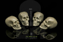 Big Skulls 25mm #2 - czaszki 4 szt.
